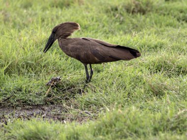 Hamerkop, Scopus umbretta, Awassa Park, Etiyopya bol