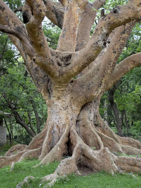 Mächtiger tropischer Baum im awassa Park, Äthiopien — Stockfoto