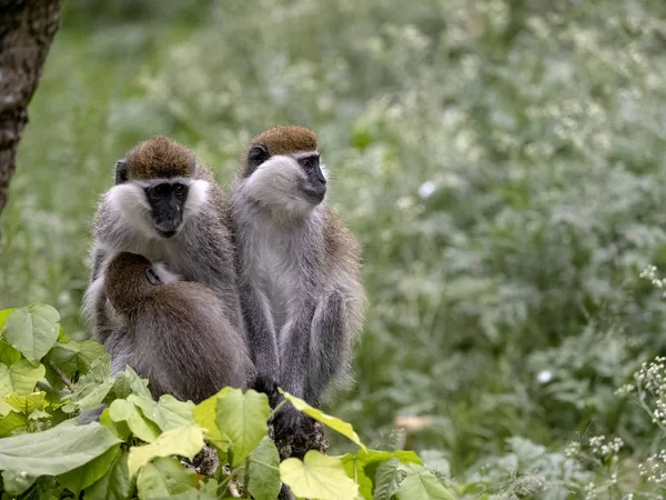 Een grote populatie van groene aap, Chlorocebus aethiops, woont op Lake Awassa, Ethiopië — Stockfoto