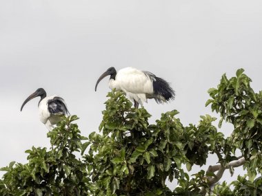 Afrika kutsal aynak, Threskiornis aethiopicus, bir ağaç taç oturan, Etiyopya
