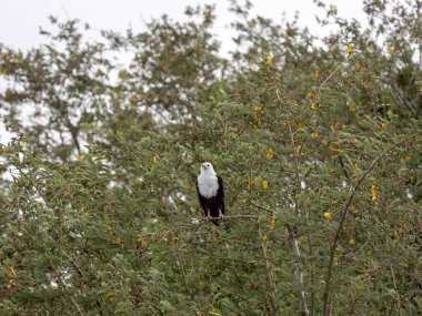 Afrika Balık Kartalı, Haliaeetus vocifer, bir ağaçyüksek oturan, Etiyopya