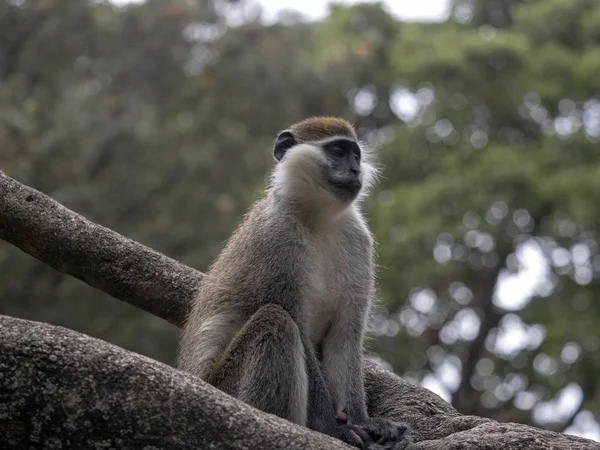 A large population of Green Monkey, Chlorocebus aethiops, lives on Lake Awassa, Ethiopia