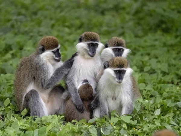 Een grote populatie van groene aap, Chlorocebus aethiops, woont op Lake Awassa, Ethiopië — Stockfoto