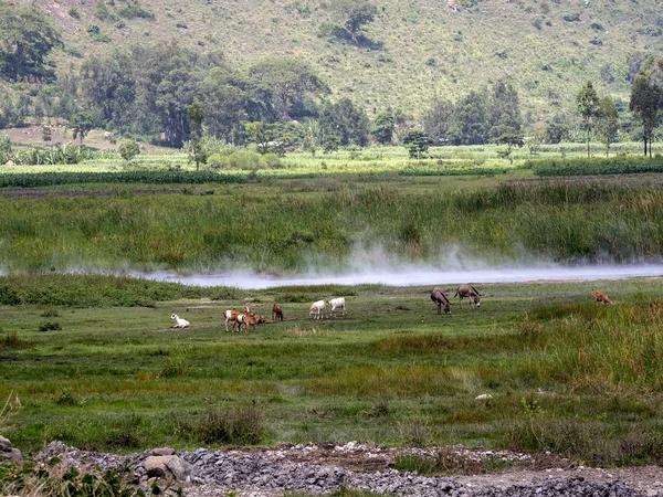 Étang volcanique avec eau chaude, Éthiopie — Photo