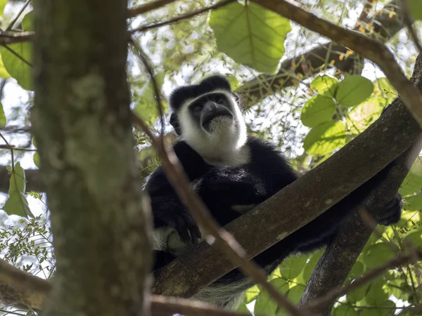 Небольшое население, Guereza colobus, Colobus guereza, живет на озере Авасса, Эфиопия — стоковое фото