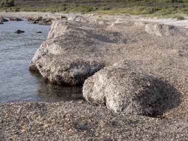 Sardunya denizi kıyısında büyük deniz yosunu yatakları
