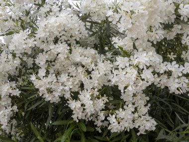 Çiçek açan oleanders Sardunya yolları boyunca her yerde