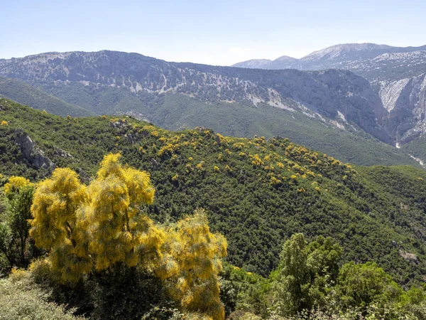 Grandes árboles llenos de flores amarillas en las montañas, Cerdeña — Foto de Stock