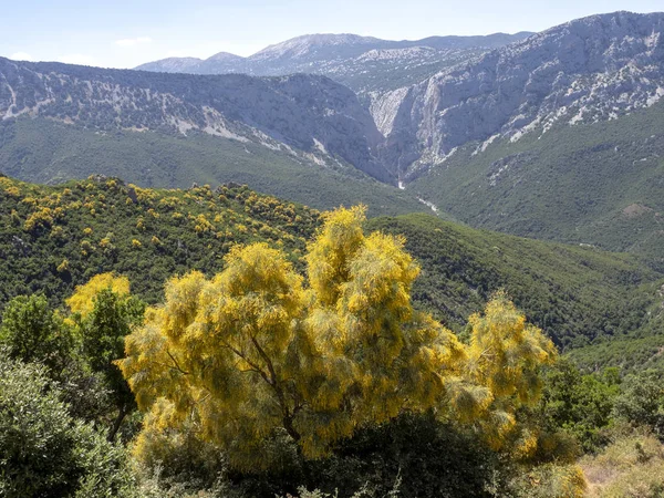 Grandi alberi pieni di fiori gialli in montagna, Sardegna — Foto Stock