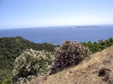 Çiçek açan oleanders Sardunya yolları boyunca her yerde