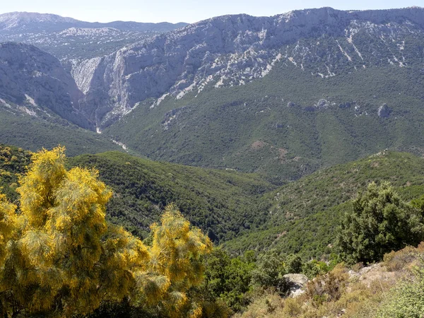 Grandes árboles llenos de flores amarillas en las montañas, Cerdeña —  Fotos de Stock