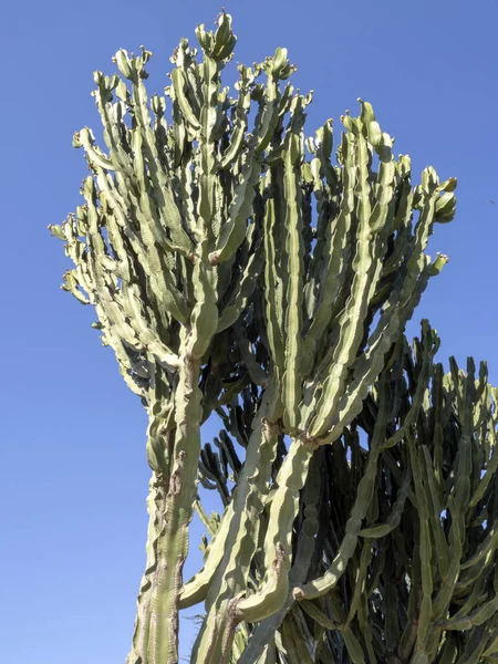 Велика рослина евкорбія на узбережжі, Сардинія, Італія — стокове фото