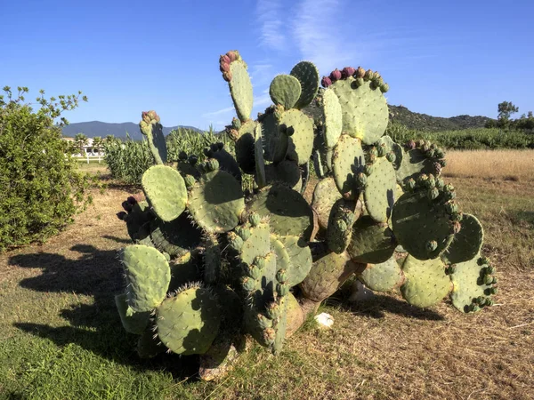 Detail of flower on prickly pear leaf, Sardinia, Italy