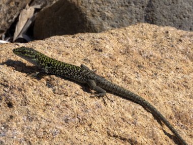 İtalyan duvar kertenkelesi, Podarcis siculus, taş üzerinde, Porto Corallo, Sardunya, İtalya