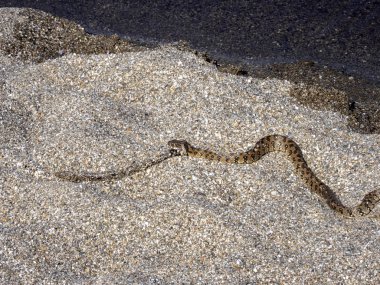 Viperine yılanı, Natrix maura, balık yeme, Porto Corallo, Sardunya, İtalya
