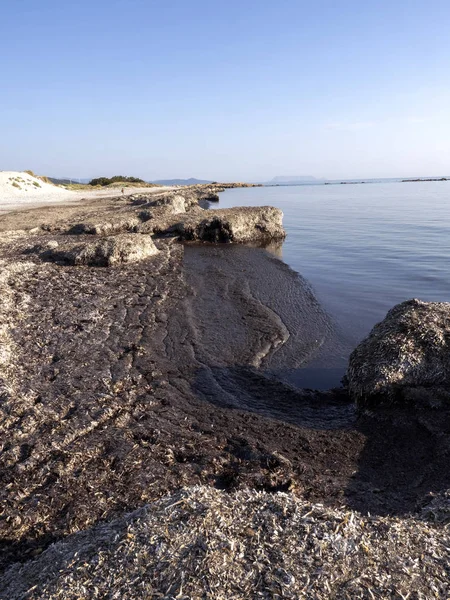 Riesige Algenvorkommen an der Küste von Sardinensee — Stockfoto