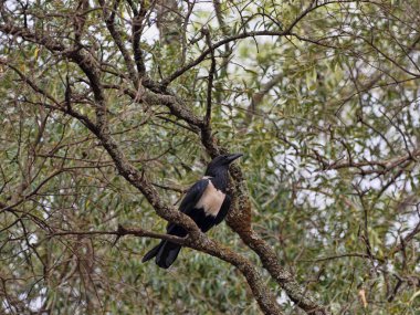 Pied Crow, Corvus albus, dallarda oturan, Etiyopya