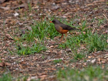 Abyssinian Thrush, Turdus abyssinicus, bir ağaçta yiyecek arıyor, Etiyopya