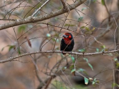 Siyah yakalı Barbet, Lybius torquatus, ağaç, Etiyopya üzerinde yiyecek seçer