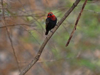 Siyah yakalı Barbet, Lybius torquatus, ağaç, Etiyopya üzerinde yiyecek seçer