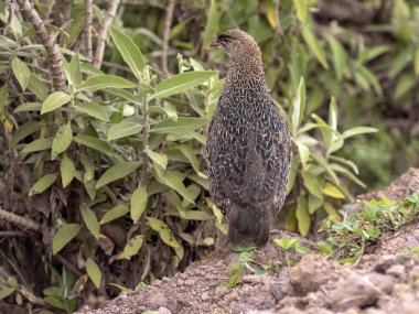 Erckel's Francolin, Francolinus castaneicollisi , Simien Dağları Milli Parkı, Etiyopya.