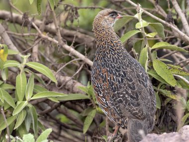 Erckel's Francolin, Francolinus castaneicollisi , Simien Dağları Milli Parkı, Etiyopya.