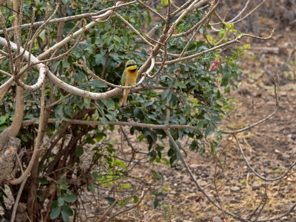 Pięknie zabarwione Little Bee-eater, Merops pusillus, znikają w stojaku, Lake Awassa, Etiopia — Zdjęcie stockowe