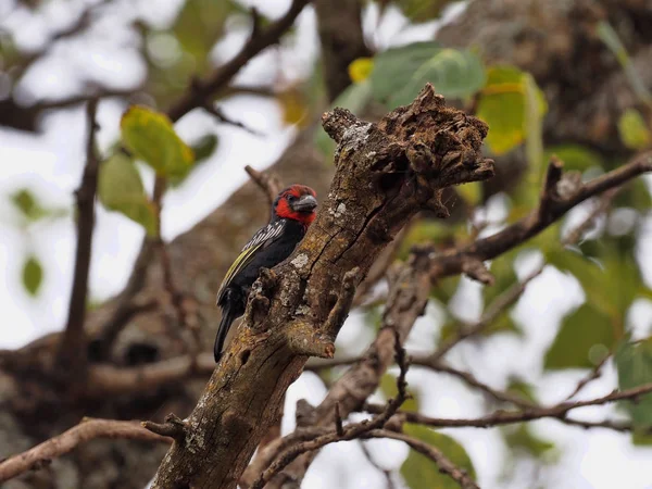 Barbet de cuello negro, Lybius torquatus, elige comida en el árbol, Etiopía —  Fotos de Stock