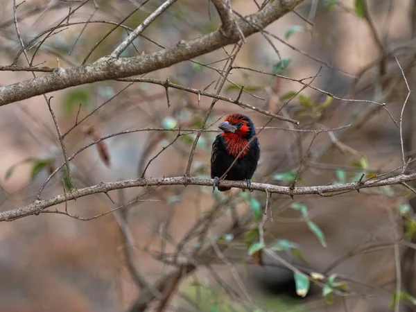 Siyah yakalı Barbet, Lybius torquatus, ağaç, Etiyopya üzerinde yiyecek seçer