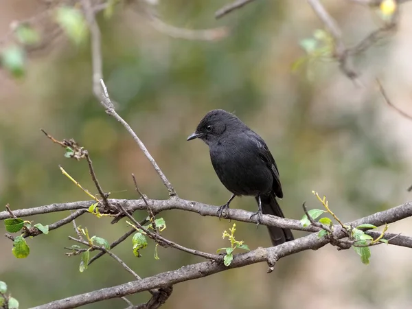 Moucherolle noir du Sud, Melaenornis pammelaina, à la recherche de nourriture dans un arbre, Ethiopie — Photo