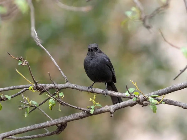 Southern black flycatcher, Melaenornis pammelaina, procurando comida em uma árvore, Etiópia — Fotografia de Stock