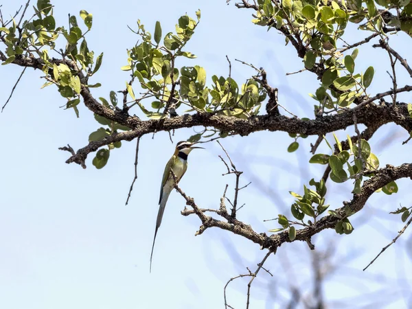 Comedora de abejas de garganta blanca, Merops albicollis, es un hermoso pájaro de cola larga, Etiopía — Foto de Stock