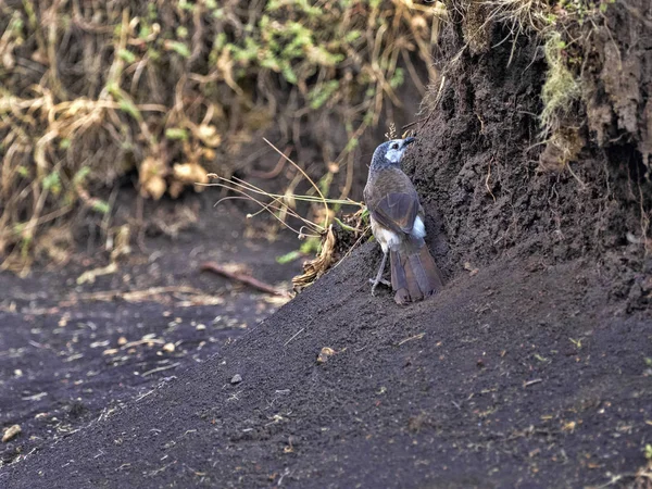 Witkoppige Babbelaar, Turdoides leucocephala, op zoek naar voedsel in een samengevouwen helling, Ethiopië — Stockfoto