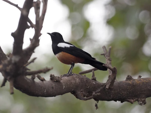 Mocking cliff chat, Thamnolaea cinnamomeiventris, sitting on a thick branch in a tree, Ethiopia — Stock Photo, Image