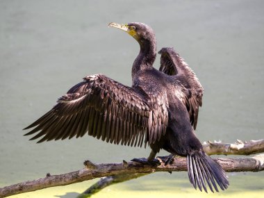 Büyük Karabatak, Phalacrocorax karbo, en büyük karabatak