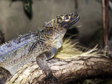 Filipin yelkenli kertenkele , Hydrosaurus püstül, suya bağlı büyük bir agama