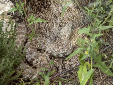 Kiklad künt burunlu, Macrovipera schweizeri, Avrupa'nın en büyük zehirli yılan