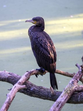 Büyük Karabatak, Phalacrocorax karbo, en büyük karabatak