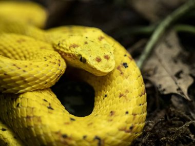 Kirpik Çukuru Viper, Bothriechis schlegelii, renk aşınmaları bulunur