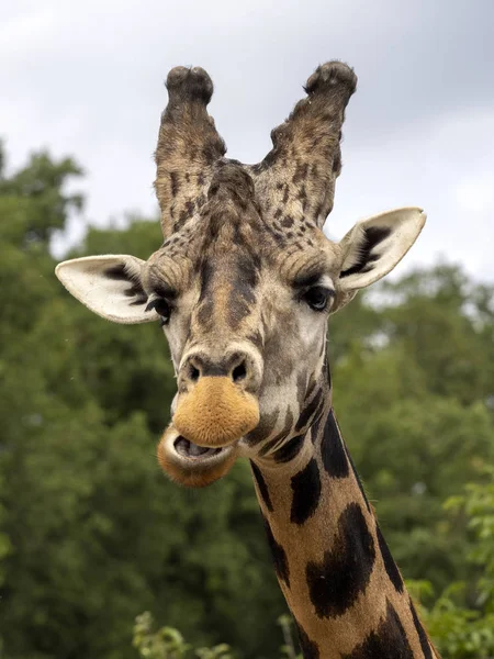 Portréja egy kíváncsi Baringo zsiráf, Giraffa zsiráfot rothschildi — Stock Fotó
