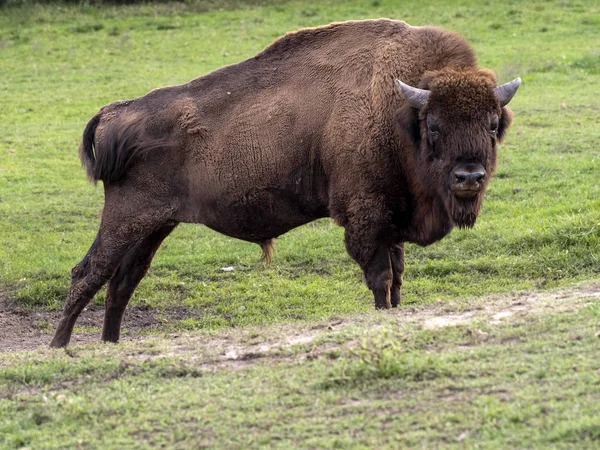 El bisonte europeo, Bison bonasus, el mamífero europeo más grande, se salvó en el último minuto. — Foto de Stock