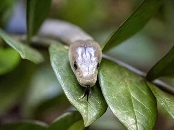 Le mamba noir, Dendroaspis polylepis, est un grand serpent toxique dangereux — Photo