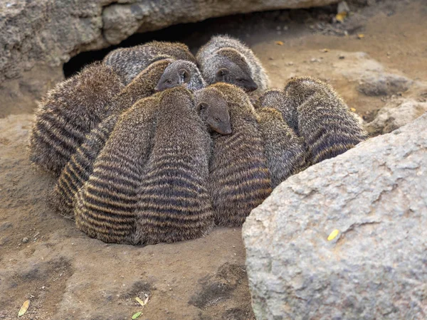 Mangouste Baguée Mungos Mungo Sont Des Bêtes Très Agiles — Photo