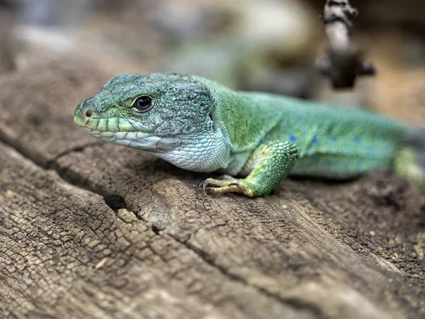 Le Lézard aux yeux marocains, Timon tangitauns, est un grand lézard vert — Photo