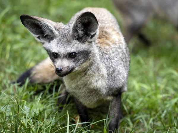 Bat-eared fox, Otocyon megalotis, perfectly hears, has big ears