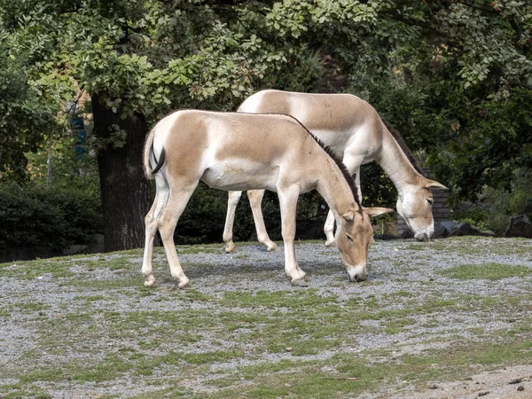 El kulan turcomano, Equus hemionus kulan, es un raro burro asiático. — Foto de Stock