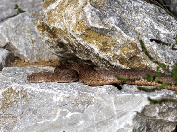 Kiklad künt burunlu, Macrovipera schweizeri, Avrupa'nın en büyük zehirli yılan — Stok fotoğraf