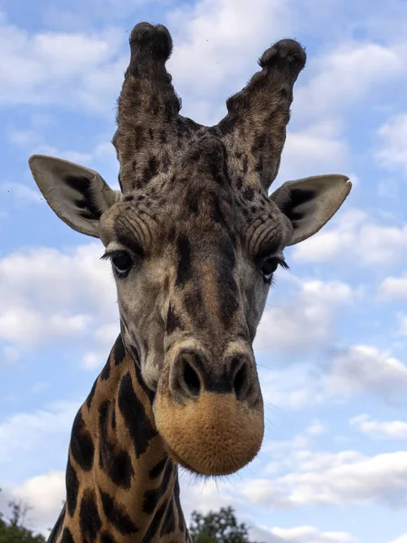 Meraklı Bir Baringo Zürafa portresi, Giraffa camelopardalis Rothschildi — Stok fotoğraf