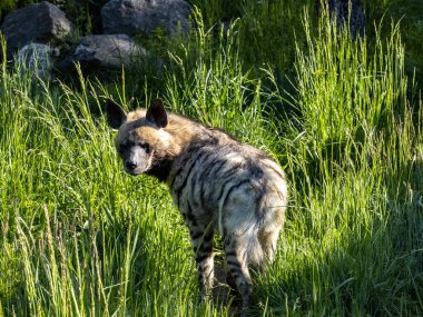 Çizgili sırtlan, Hyaena hyaena sultana, uzun otların içinde duran