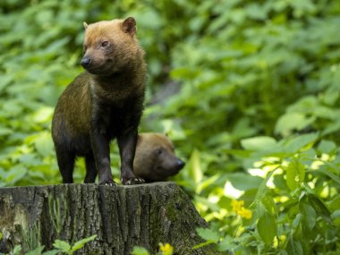A bush dog, Speothos venaticus, stands on a large tree stump watching the surroundings clipart